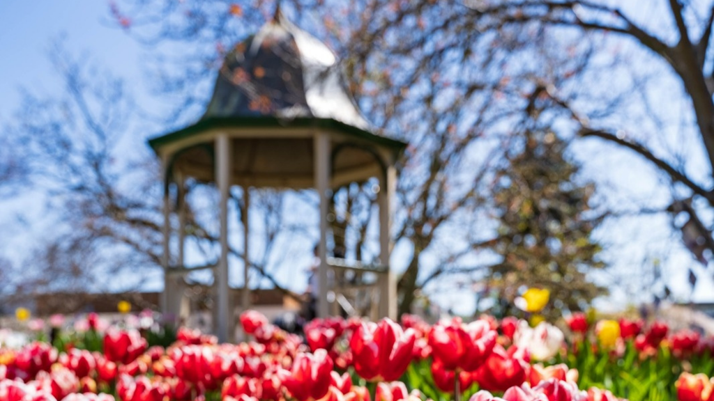 Bowral in Bloom: A Few & Far Insider's Guide to Tulip Time