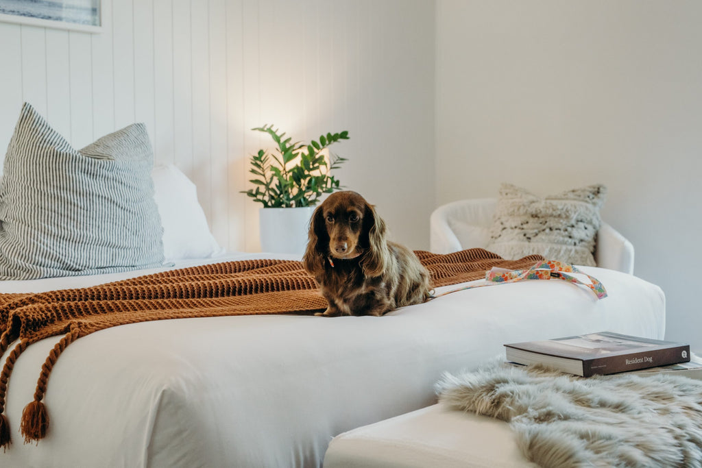 Dog-Friendly Valentine's Day on the South Coast