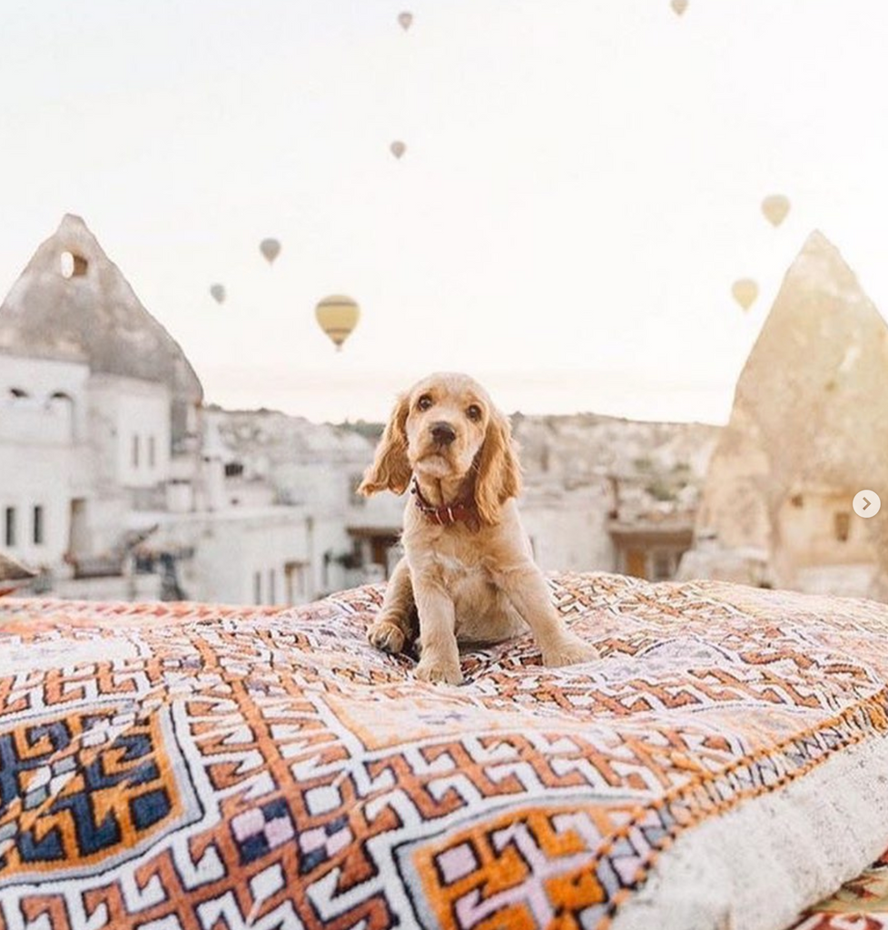 'Barkitecture' - Styling tips with your pets in mind!