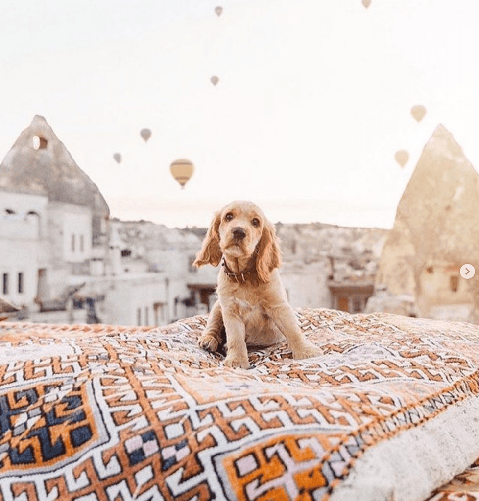 'Barkitecture' - Styling tips with your pets in mind! - Few and Far