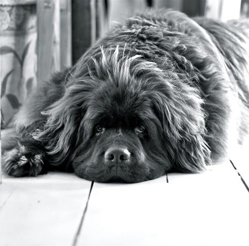 dogs of few and far