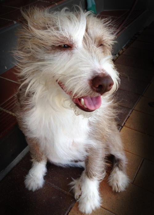 dogs of few and far