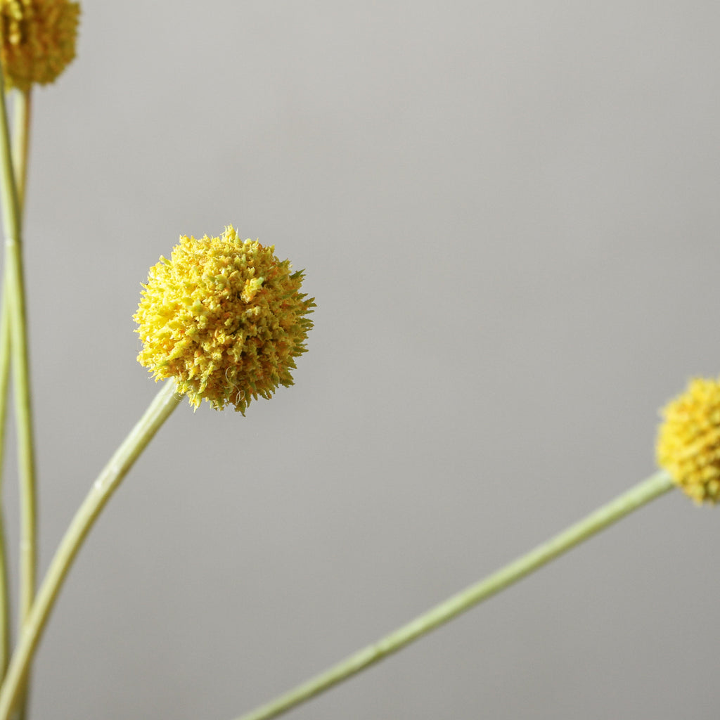 Billy Button Yellow 62cm - Few and Far - Flowers & Foliage