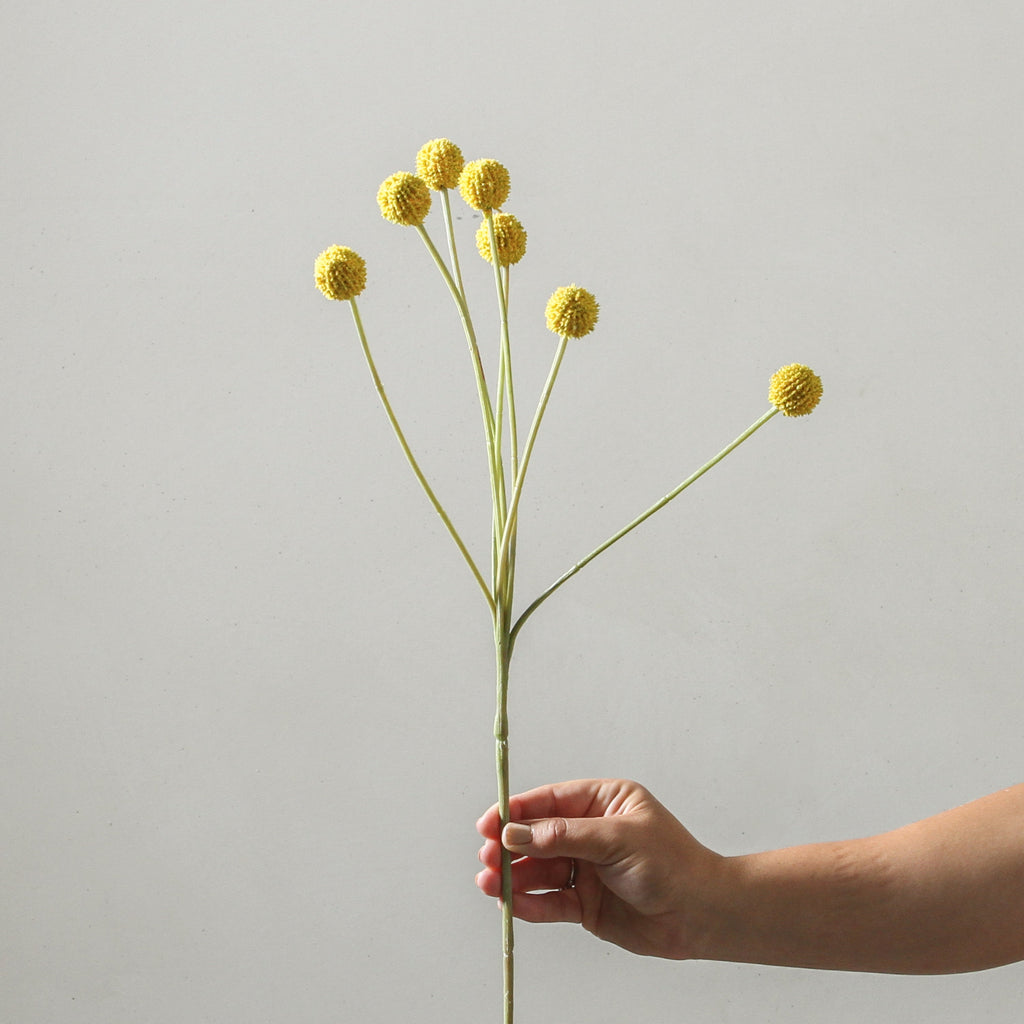 Billy Button Yellow 62cm - Few and Far - Flowers & Foliage