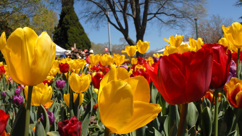 Colorful tulips in a garden with a clear blue sky.