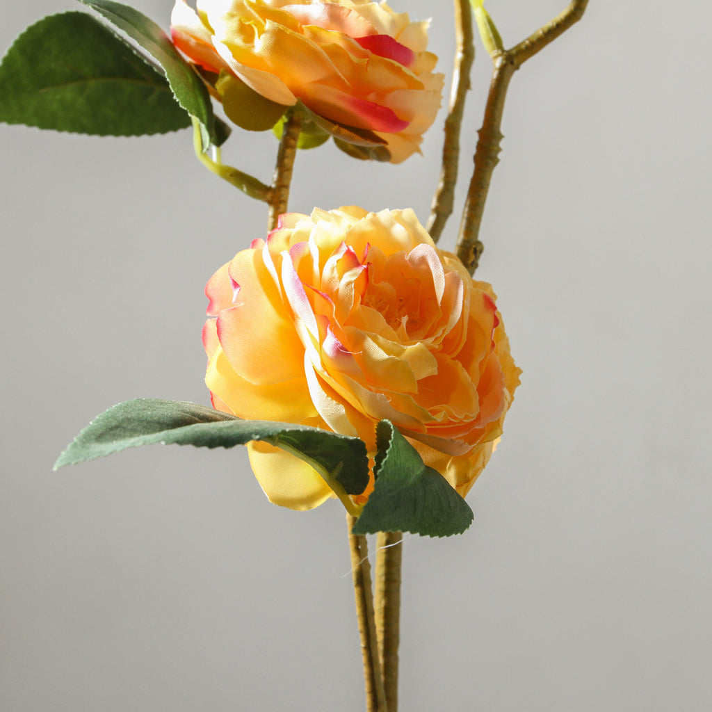 Camellia 66cm Yellow - Few and Far - Flowers & Foliage