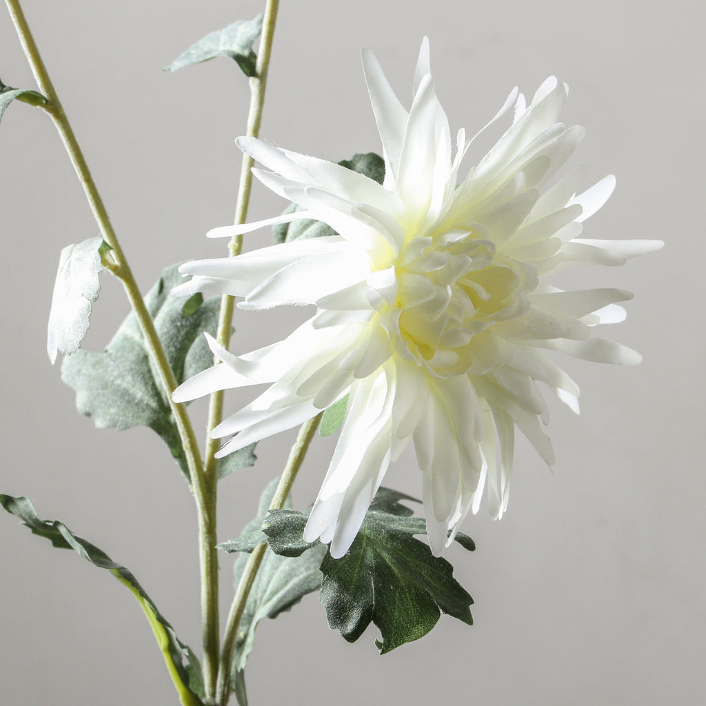 Chrysanthemum 72cm White - Few and Far - Flowers & Foliage