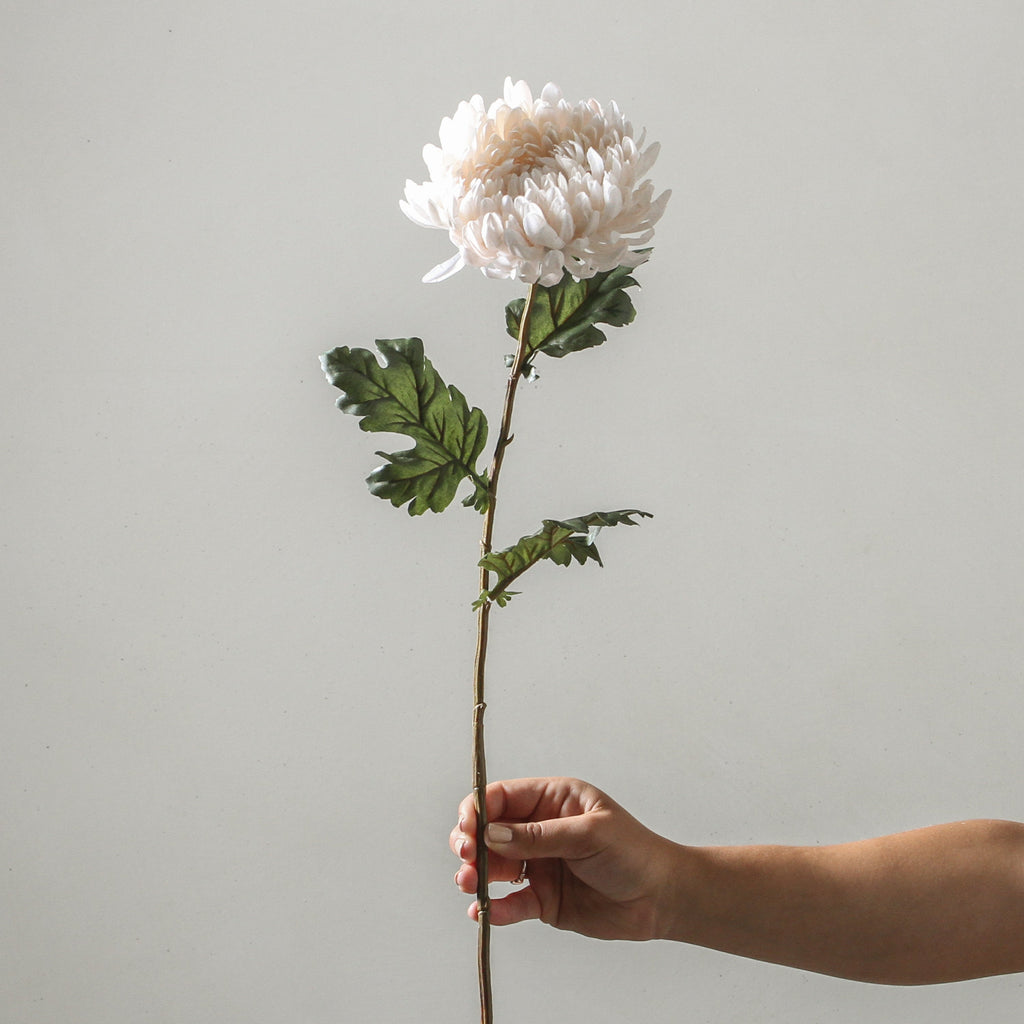 Chrysanthemum Cream SP 76cm - Few and Far - Flowers & Foliage