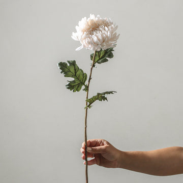Chrysanthemum Cream SP 76cm - Few and Far - Flowers & Foliage