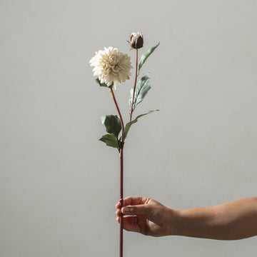 Dahlia 68cm White - Few and Far - Flowers & Foliage
