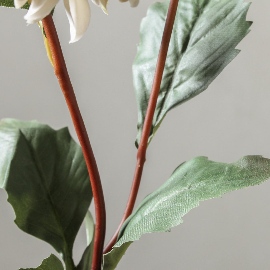 Dahlia 68cm White - Few and Far - Flowers & Foliage