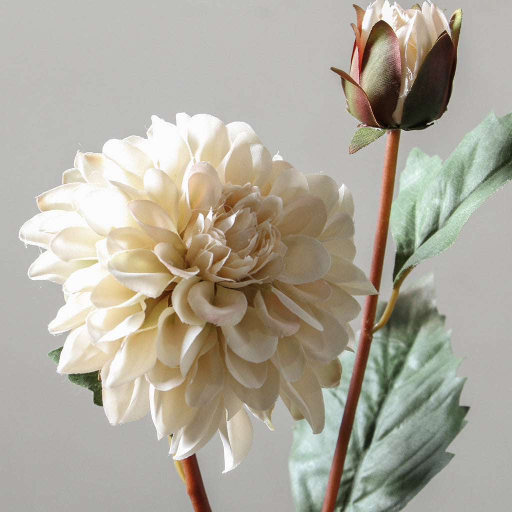 Dahlia 68cm White - Few and Far - Flowers & Foliage