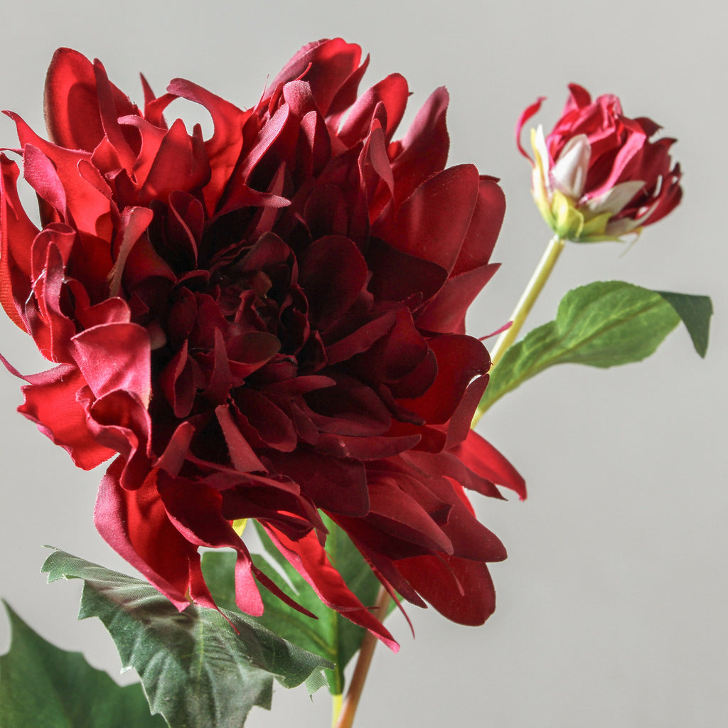 Dahlia 71cm Burgundy - Few and Far - Flowers & Foliage