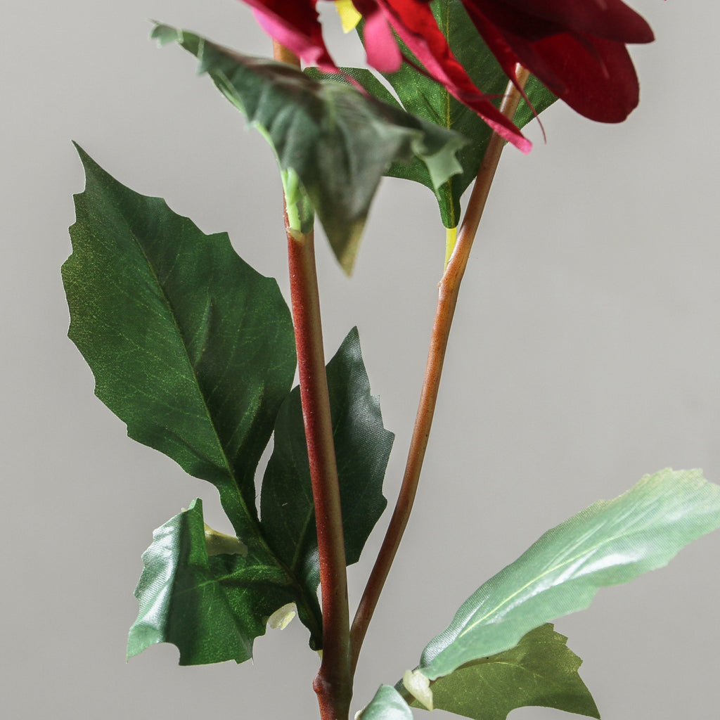 Dahlia 71cm Burgundy - Few and Far - Flowers & Foliage