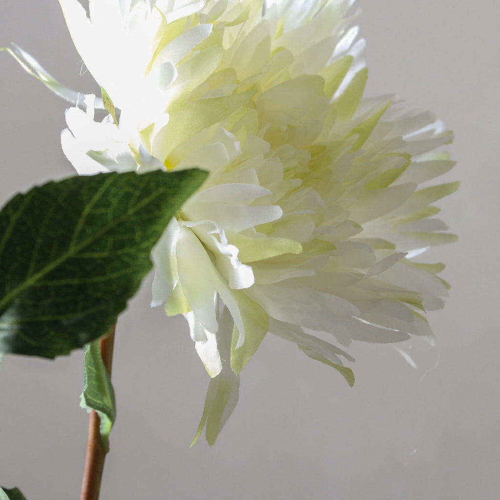 Dahlia 71cm White - Few and Far - Flowers & Foliage
