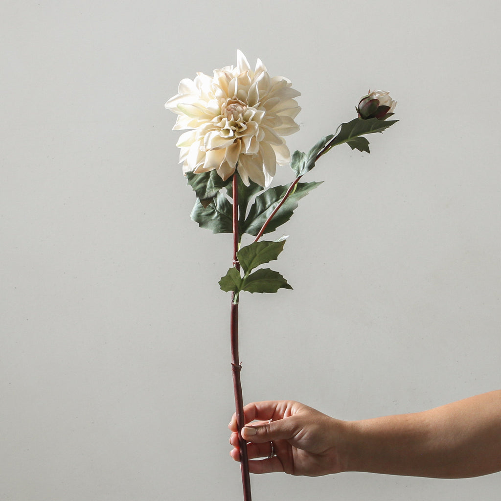 Dahlia 80cm White - Few and Far - Flowers & Foliage