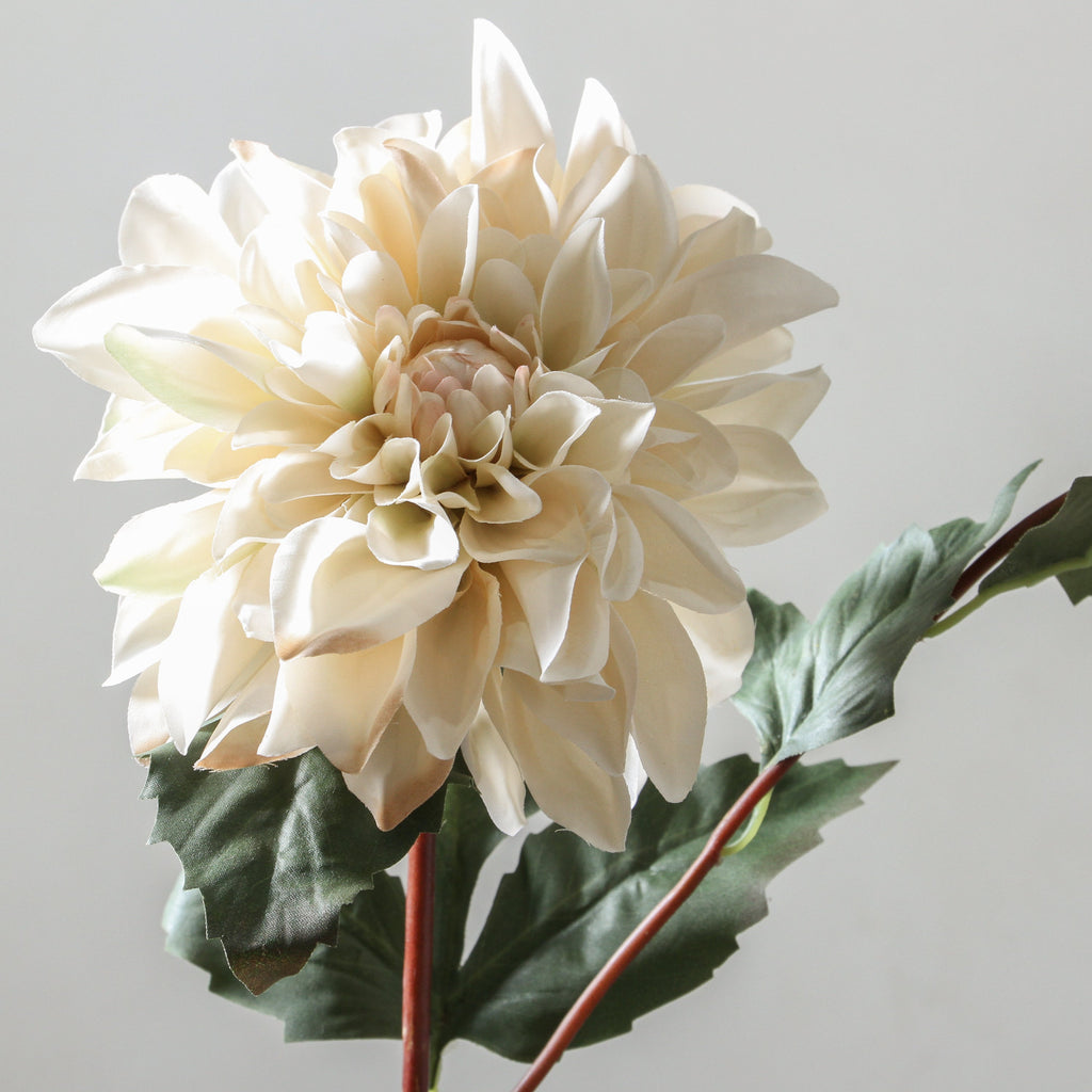 Dahlia 80cm White - Few and Far - Flowers & Foliage