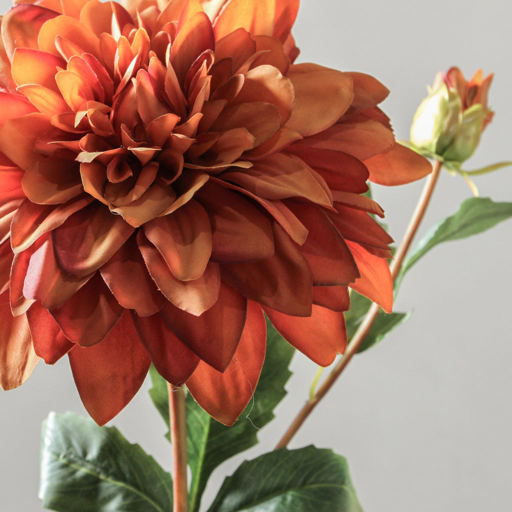 Dahlia 90cm Orange - Few and Far - Flowers & Foliage