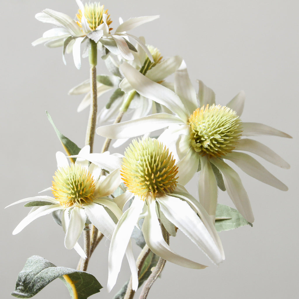 Echinacea Purpurea 50cm White - Few and Far - Flowers & Foliage