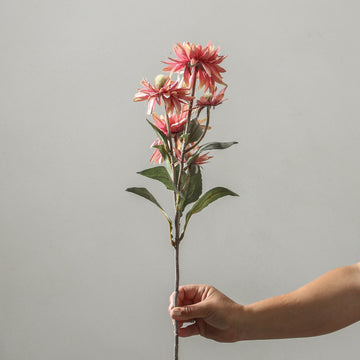 Echinacea Purpurea 73cm Pink - Few and Far - Flowers & Foliage