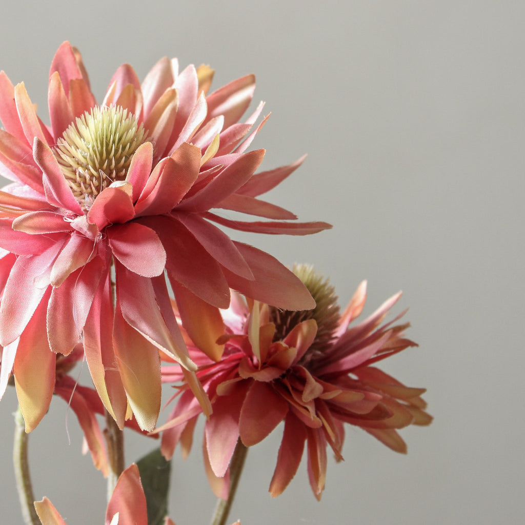 Echinacea Purpurea 73cm Pink - Few and Far - Flowers & Foliage