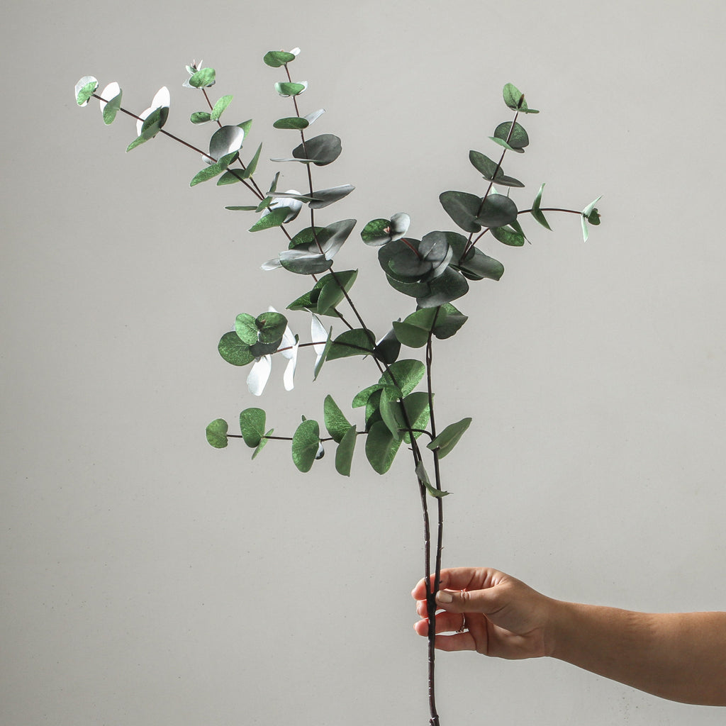 Eucalyptus Silver Dollar Dark Green 101cm - Few and Far - Flowers & Foliage