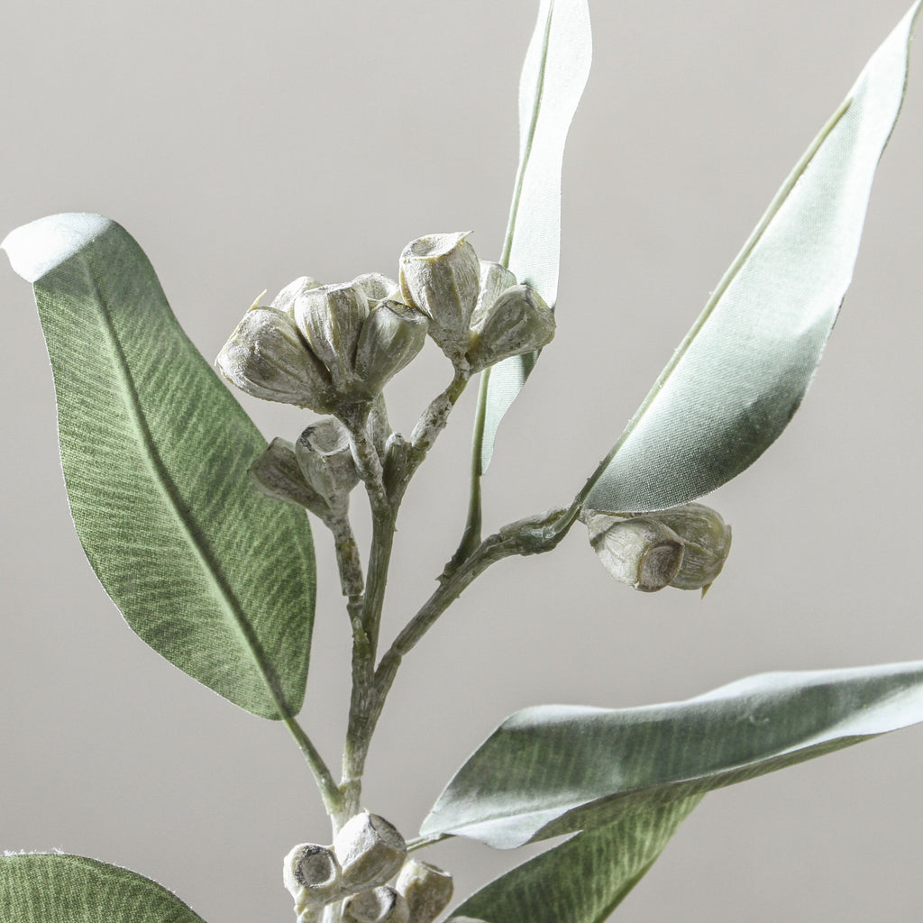 Eucalyptus Tetragona Spray Grey 64cm - Few and Far - Flowers & Foliage