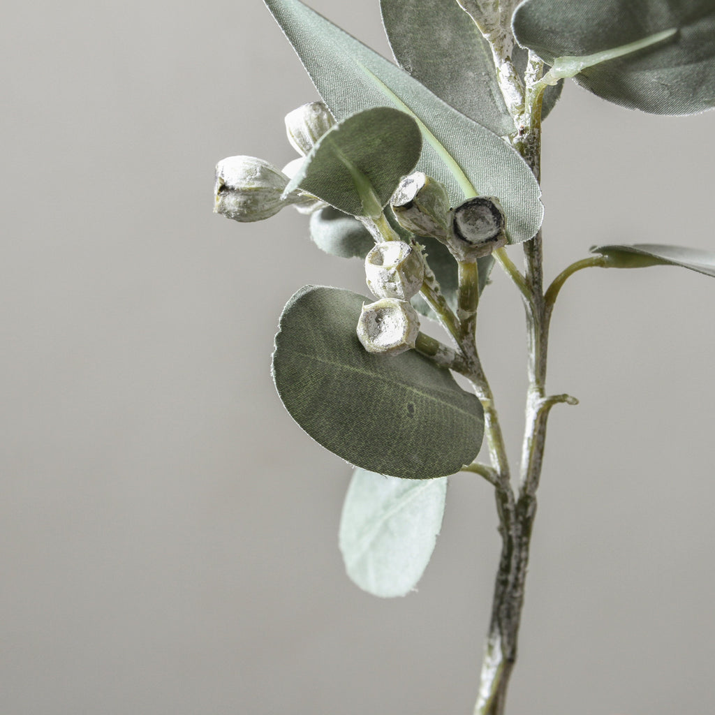 Eucalyptus Tetragona White Green 41cm - Few and Far - Flowers & Foliage