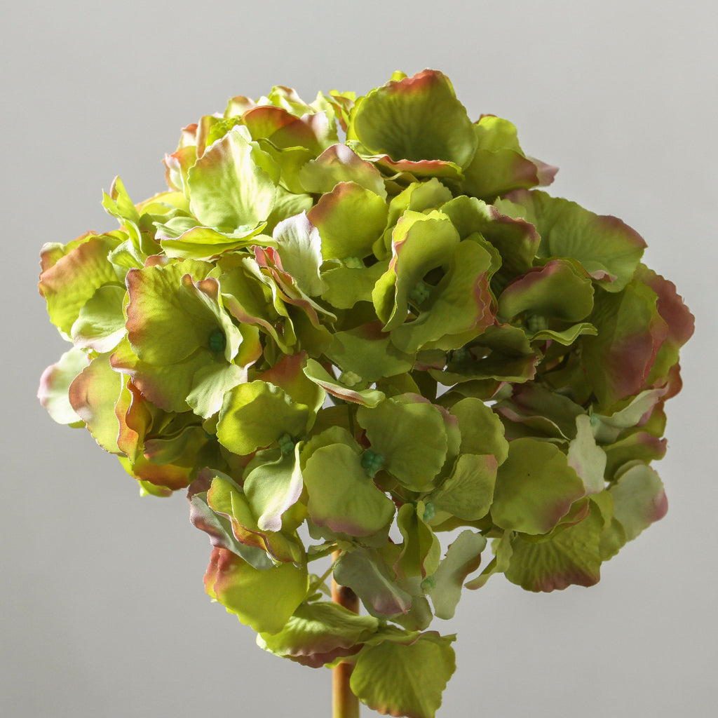 Hydrangea 45cm Green - Few and Far - Flowers & Foliage