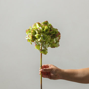 Hydrangea 45cm Green - Few and Far - Flowers & Foliage