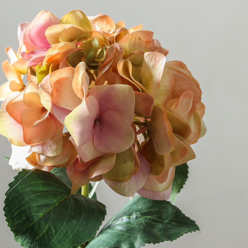 Hydrangea 72cm Green/Pink - Few and Far - Flowers & Foliage