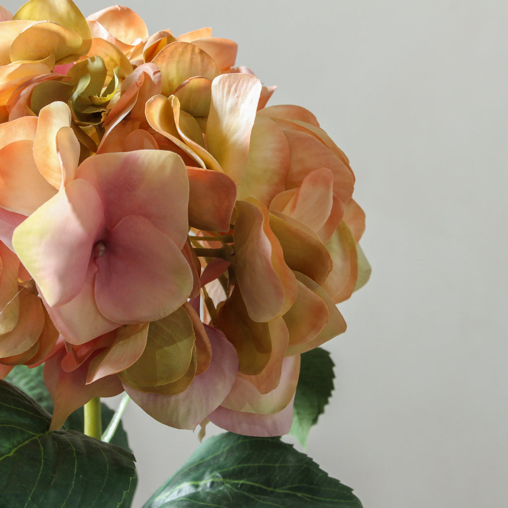 Hydrangea 72cm Green/Pink - Few and Far - Flowers & Foliage