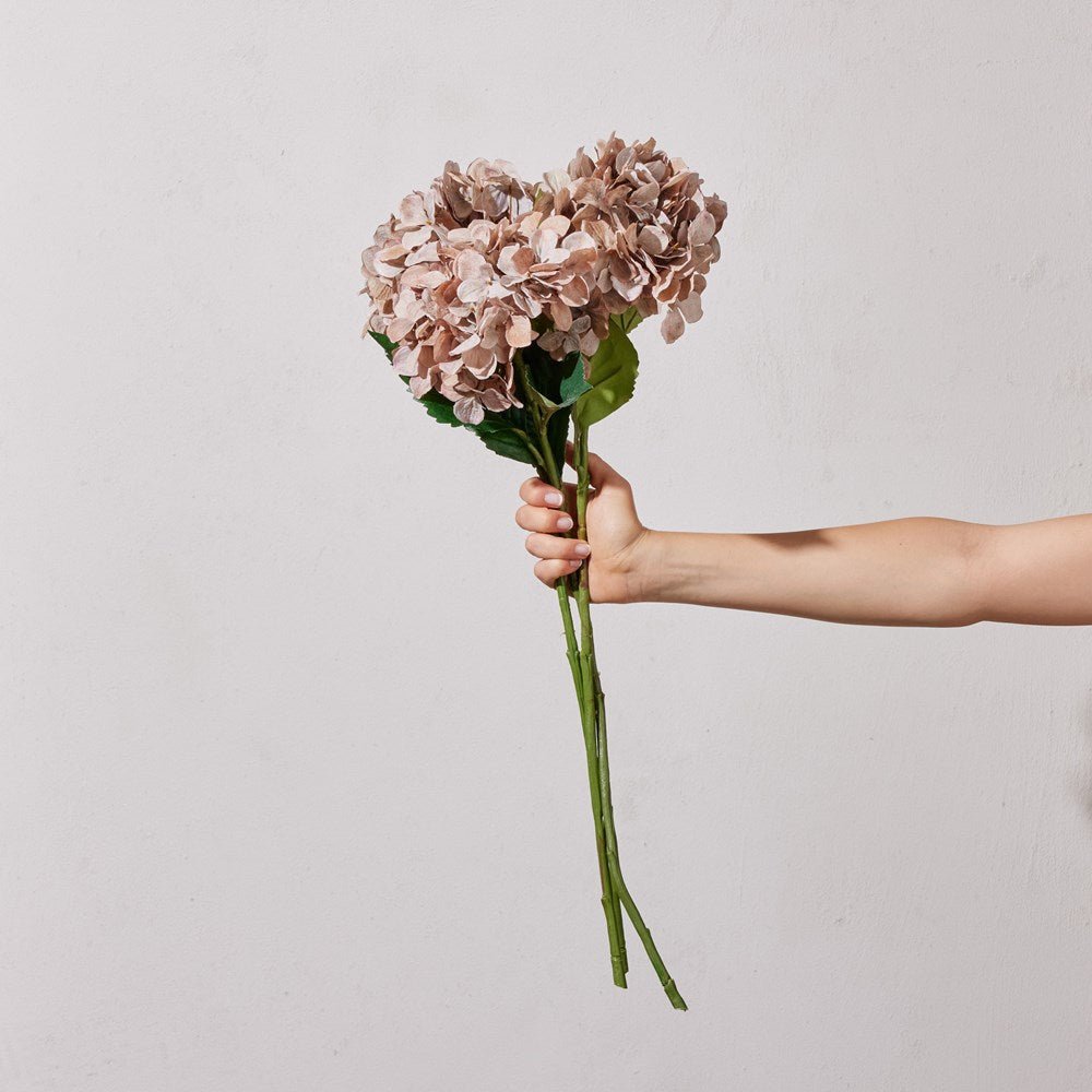 Hydrangea SP Coffee 64cm - Few and Far - Flowers & Foliage