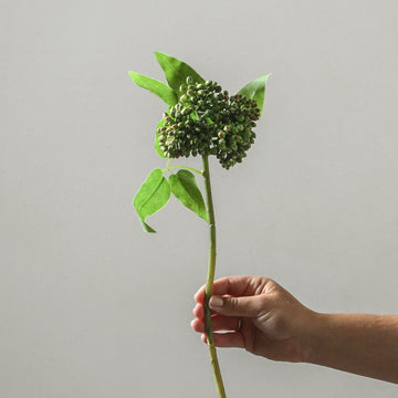 Kalanchoe Buds Green 43cm - Few and Far - Flowers & Foliage