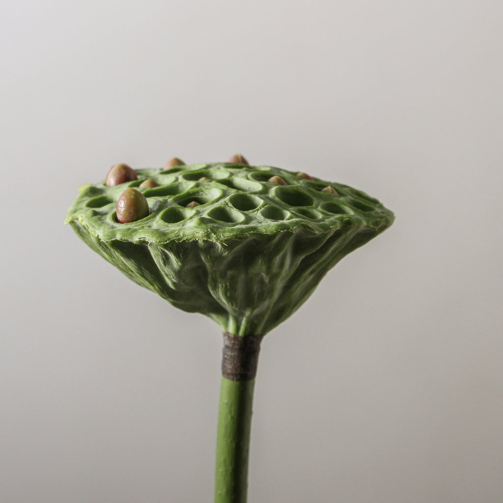 Lotus Pod - Green Burgundy 62x10cmd - Few and Far - Flowers & Foliage