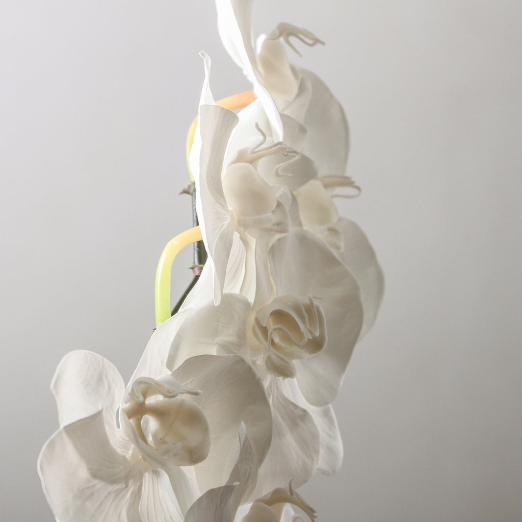 Orchid Phalaenopsis Infused x 6 - Winter White 86cm - Few and Far - Flowers & Foliage