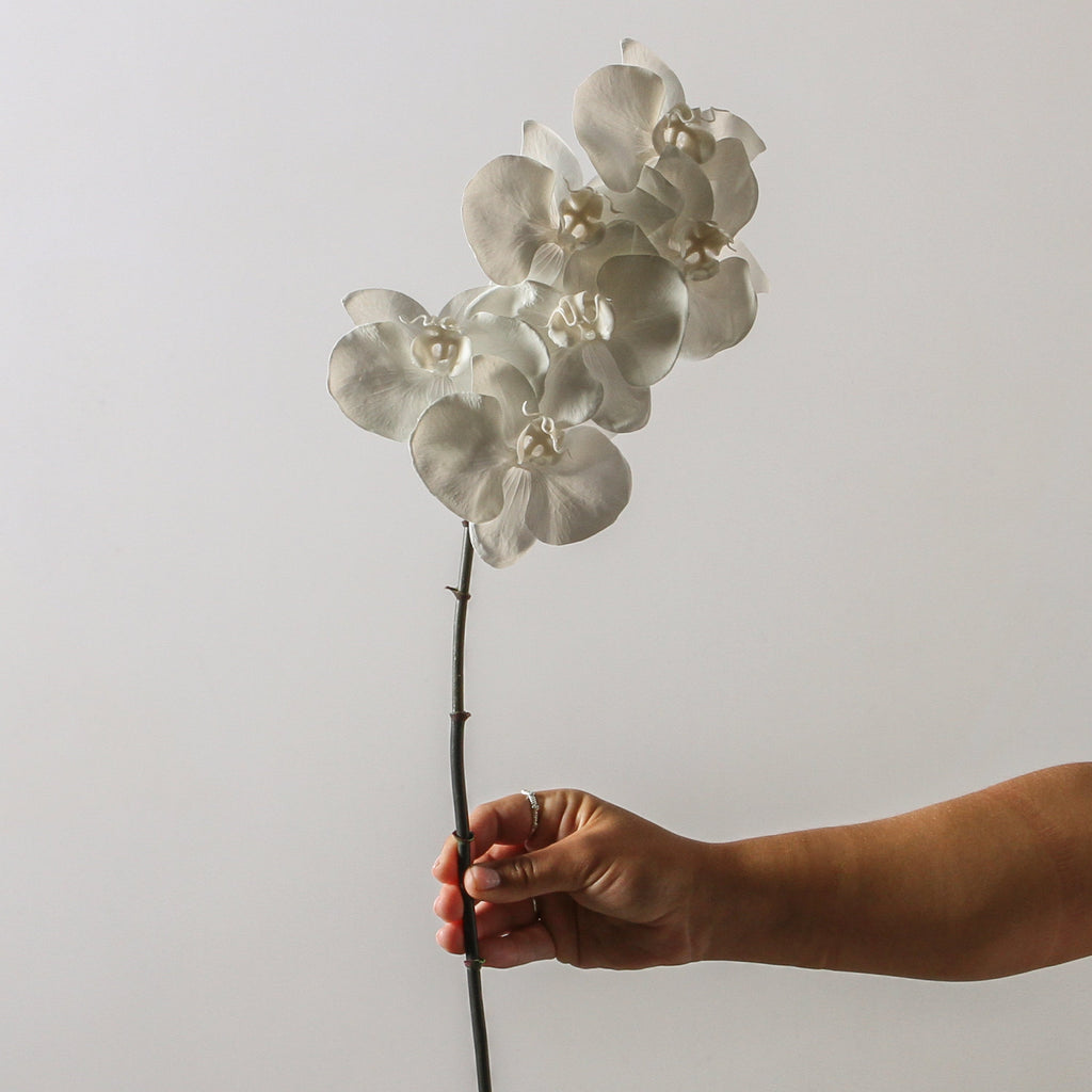Orchid Phalaenopsis Infused x 6 - Winter White 86cm - Few and Far - Flowers & Foliage