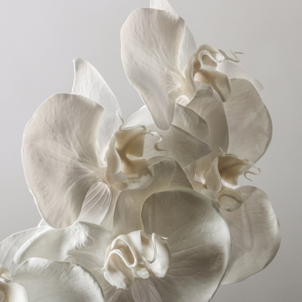 Orchid Phalaenopsis Infused x 6 - Winter White 86cm - Few and Far - Flowers & Foliage