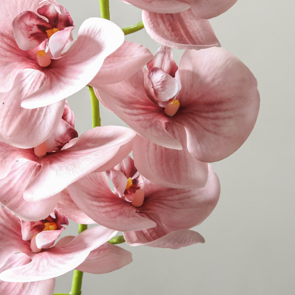 Orchid Phalaenopsis Spray Dusty Pink 92cm - Few and Far - Flowers & Foliage