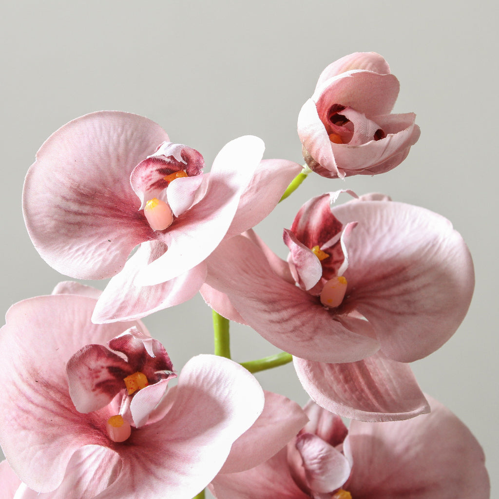 Orchid Phalaenopsis Spray Dusty Pink 92cm - Few and Far - Flowers & Foliage