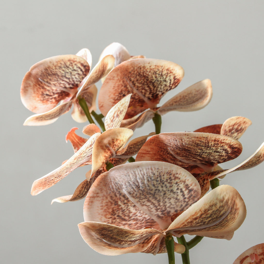 Orchid Phalaenopsis Spray Toffee 92cm - Few and Far - Flowers & Foliage