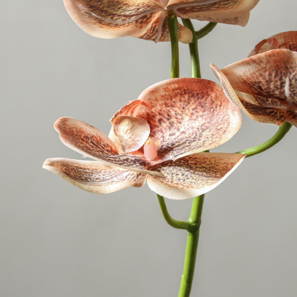 Orchid Phalaenopsis Spray Toffee 92cm - Few and Far - Flowers & Foliage