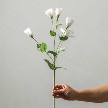 Platycodon Grandiflorum 76cm White - Few and Far - Flowers & Foliage