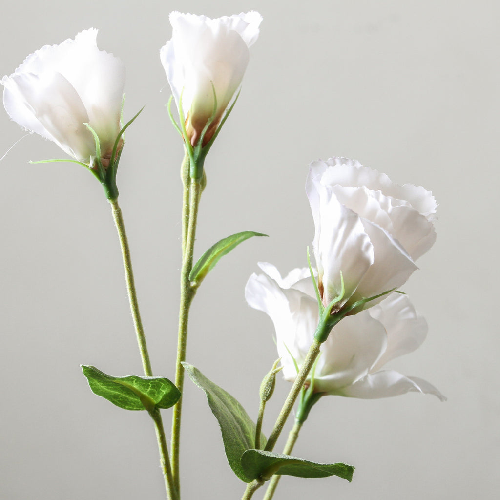 Platycodon Grandiflorum 76cm White - Few and Far - Flowers & Foliage