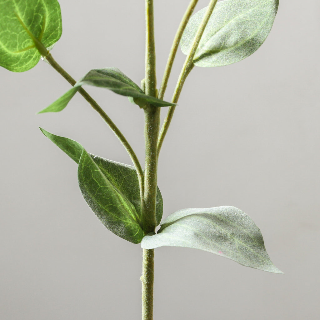 Platycodon Grandiflorum 76cm White - Few and Far - Flowers & Foliage