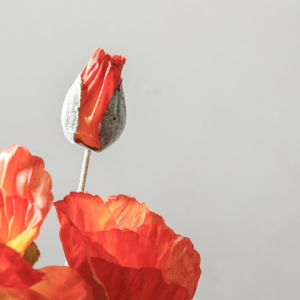 Poppy 50cm Orange - Few and Far - Flowers & Foliage