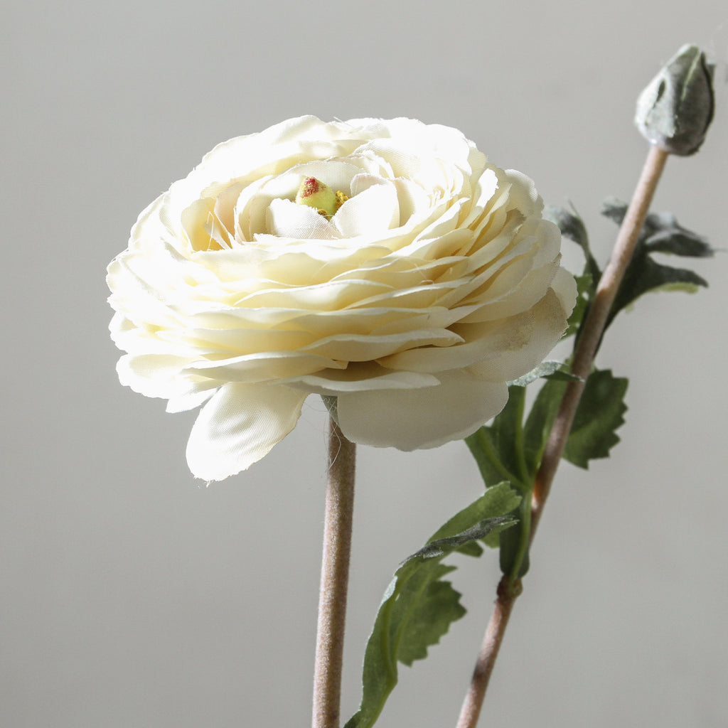 Ranunculus 68cm White - Few and Far - Flowers & Foliage