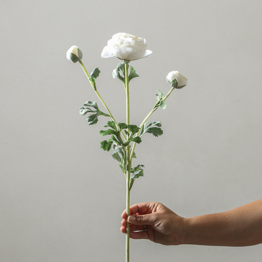 Ranunculus 73cm Cream - Few and Far - Flowers & Foliage