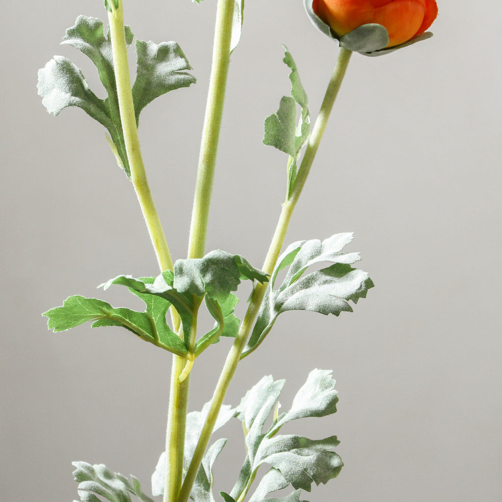 Ranunculus 73cm Orange - Few and Far - Flowers & Foliage