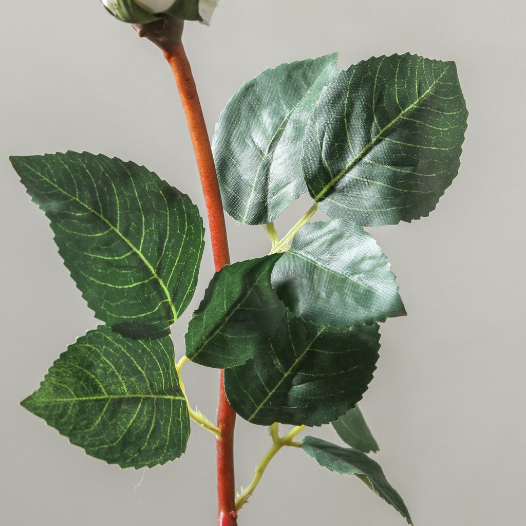 Rose 51cm White - Few and Far - Flowers & Foliage